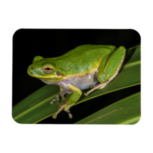 Grüner Baumfrosch (Hyla cinerea) 2 Magnet