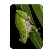 Grüner Baumfrosch (Hyla cinerea) 2 Magnet (Vertikal)