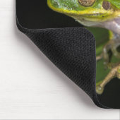 Grüner Baumfrosch (Hyla cinerea) 2 Mousepad (Ecke)