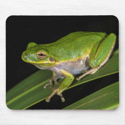 Grüner Baumfrosch (Hyla cinerea) 2 Mousepad (Vorne)