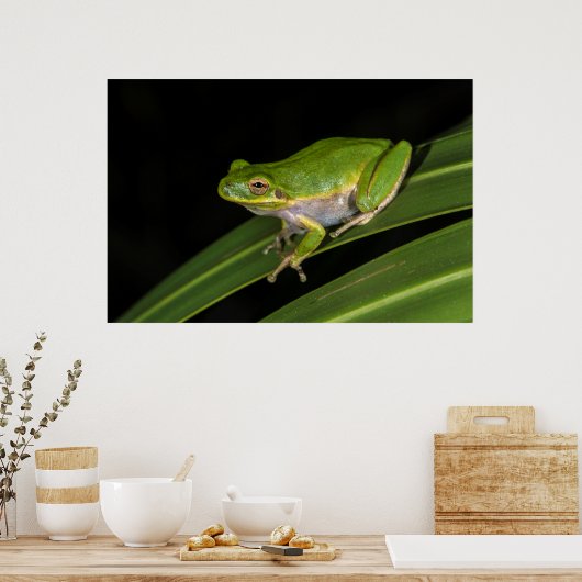 Grüner Baumfrosch (Hyla cinerea) 2 Poster (Küche)