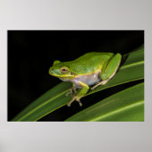 Grüner Baumfrosch (Hyla cinerea) 2 Poster (Vorne)