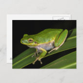 Grüner Baumfrosch (Hyla cinerea) 2 Postkarte (Vorne/Hinten)
