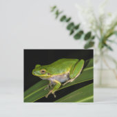 Grüner Baumfrosch (Hyla cinerea) 2 Postkarte (Stehend Vorderseite)