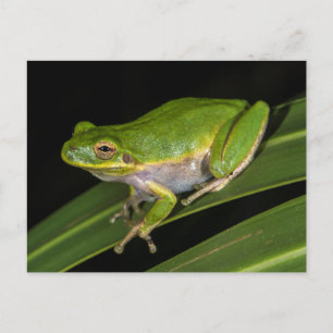 Grüner Baumfrosch (Hyla cinerea) 2 Postkarte