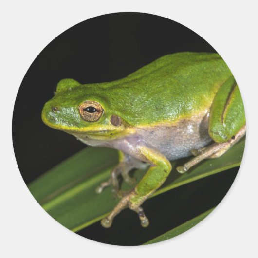 Grüner Baumfrosch (Hyla cinerea) 2 Runder Aufkleber (Vorderseite)
