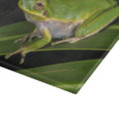 Grüner Baumfrosch (Hyla cinerea) 2 Schneidebrett (Ecke)