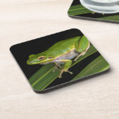 Grüner Baumfrosch (Hyla cinerea) 2 Untersetzer (Linke Seite)