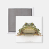 Grüner Baumfrosch (Hylidae cinerea) Magnet (Vorderseite/Rückseite)
