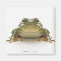Grüner Baumfrosch (Hylidae cinerea)