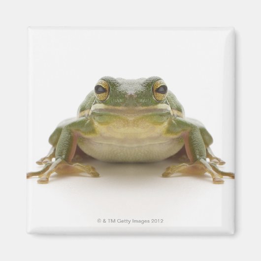 Grüner Baumfrosch (Hylidae cinerea) Magnet (Vorne)