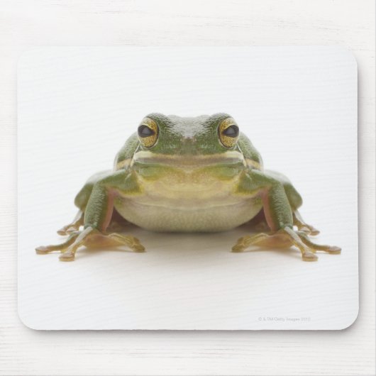 Grüner Baumfrosch (Hylidae cinerea) Mousepad (Vorne)