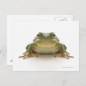 Grüner Baumfrosch (Hylidae cinerea) Postkarte (Vorne/Hinten)