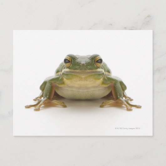 Grüner Baumfrosch (Hylidae cinerea) Postkarte (Vorderseite)