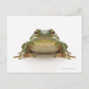Grüner Baumfrosch (Hylidae cinerea) Postkarte