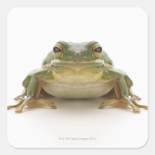 Grüner Baumfrosch (Hylidae cinerea) Quadratischer Aufkleber (Vorderseite)