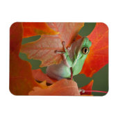 Grüner Baumfrosch im Herbst Magnet (Horizontal)