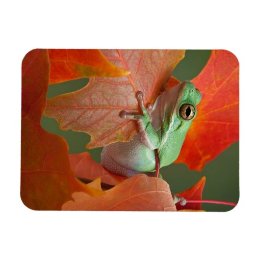 Grüner Baumfrosch im Herbst Magnet (Horizontal)