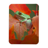 Grüner Baumfrosch im Herbst Magnet (Vertikal)