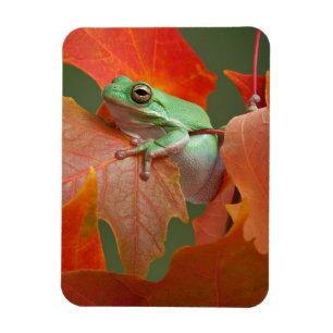 Grüner Baumfrosch im Herbst Magnet