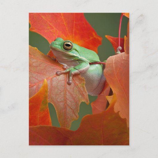 Grüner Baumfrosch im Herbst Postkarte (Vorderseite)