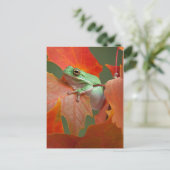 Grüner Baumfrosch im Herbst Postkarte (Stehend Vorderseite)