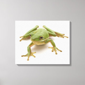 Grüner Baumfrosch Leinwanddruck