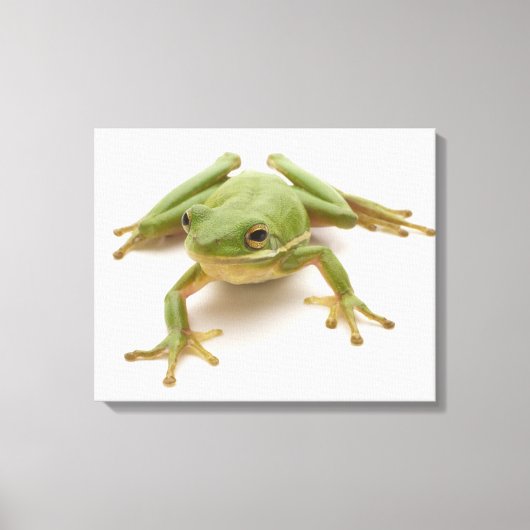 Grüner Baumfrosch Leinwanddruck (Vorderseite)
