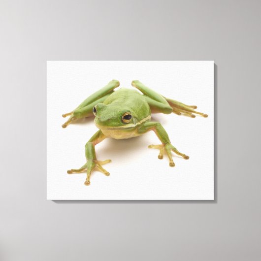 Grüner Baumfrosch Leinwanddruck (Vorderseite)