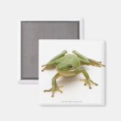 Grüner Baumfrosch Magnet (Vorderseite/Rückseite)