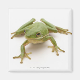 Grüner Baumfrosch Magnet
