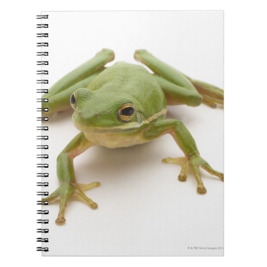 Grüner Baumfrosch Notizblock (Vorderseite)