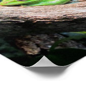 Grüner Baumfrosch Poster (Ecke)