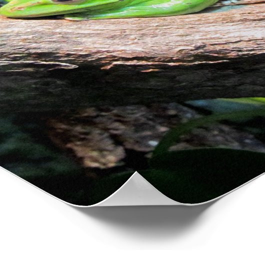 Grüner Baumfrosch Poster (Ecke)