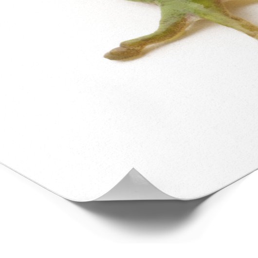 Grüner Baumfrosch Poster (Ecke)