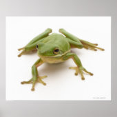 Grüner Baumfrosch Poster (Vorne)