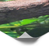 Grüner Baumfrosch Poster (Ecke)