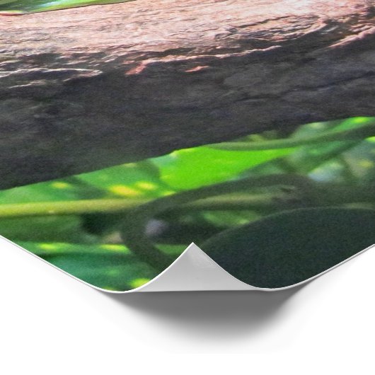 Grüner Baumfrosch Poster (Ecke)