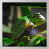 Grüner Baumfrosch Poster (Vorne)