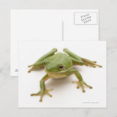 Grüner Baumfrosch Postkarte (Vorne/Hinten)