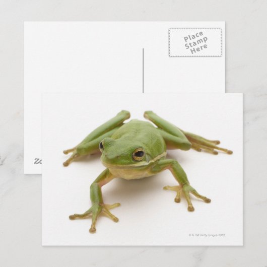 Grüner Baumfrosch Postkarte (Vorne/Hinten)