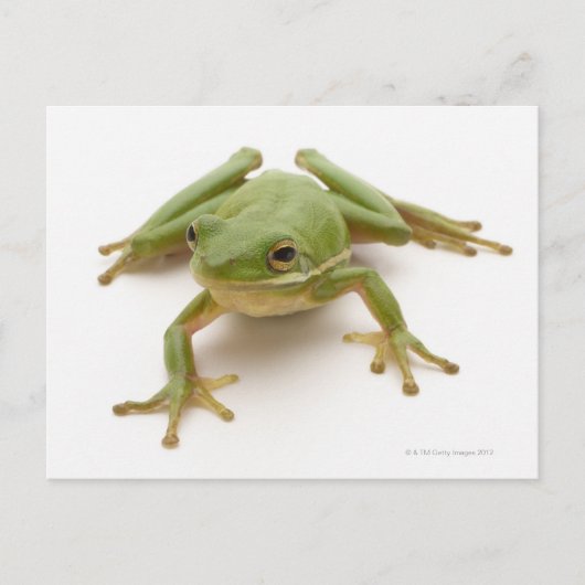 Grüner Baumfrosch Postkarte (Vorderseite)