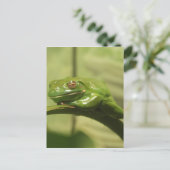 Grüner Baumfrosch Postkarte (Stehend Vorderseite)
