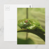 Grüner Baumfrosch Postkarte (Vorne/Hinten)