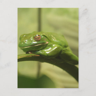 Grüner Baumfrosch Postkarte
