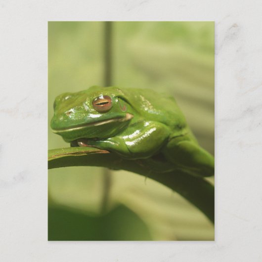 Grüner Baumfrosch Postkarte (Vorderseite)