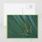 Grüner Baumfrosch Postkarte (Vorne/Hinten)