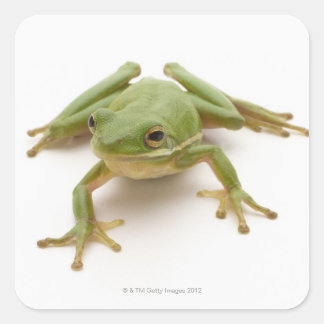 Grüner Baumfrosch Quadratischer Aufkleber