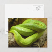 Grüner Baumpython Postkarte (Vorne/Hinten)