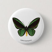 Grüner Birdwing Schmetterling Button (Vorderseite)